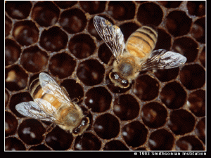 actual killer bees