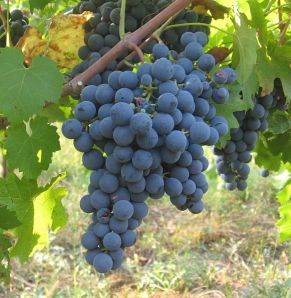 carmenere grapes