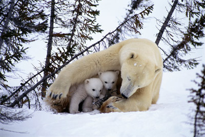 polar-bear-5