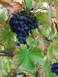 monastrell grapes