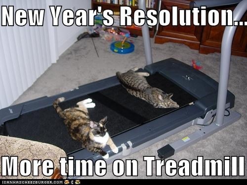 cats on treadmill