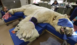 boris the polar bear root canal2284791-184A0070000005DC-599_964x571