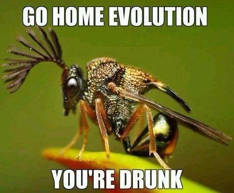 go home evolution, you're drunk