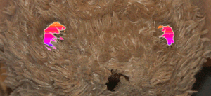 eyes only large copy