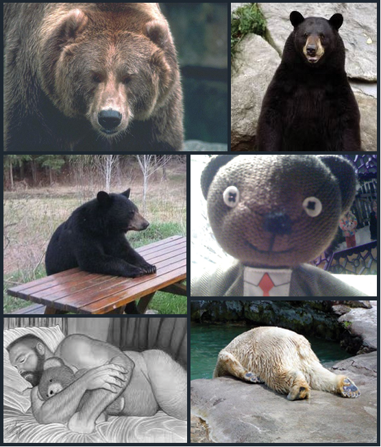 Bear collage