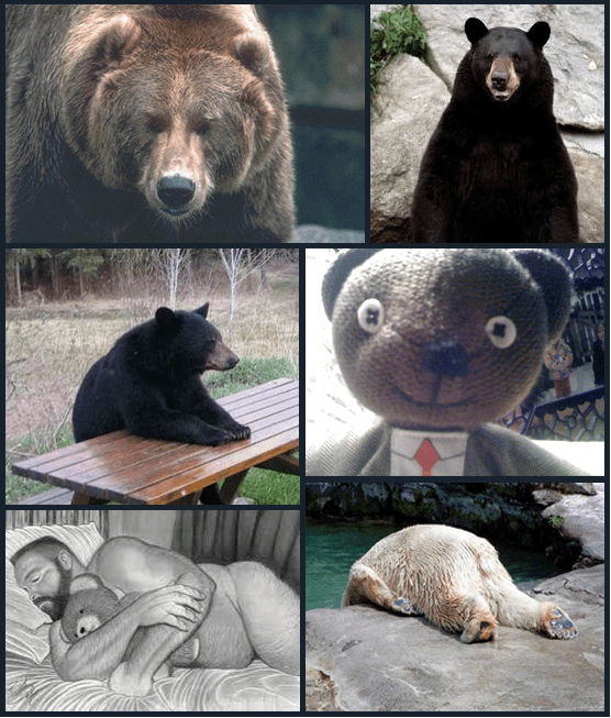 Bear collage