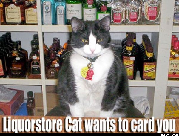 Liquor_Store_Cat_Wants_To_Card_You
