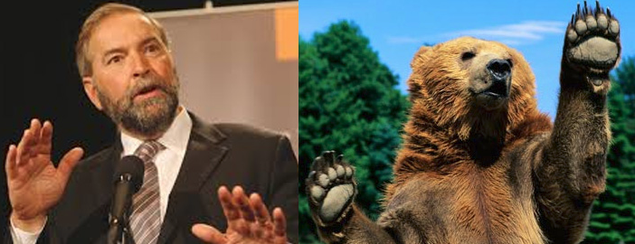 Check it out—he's a Mulcair Bear. Get it?