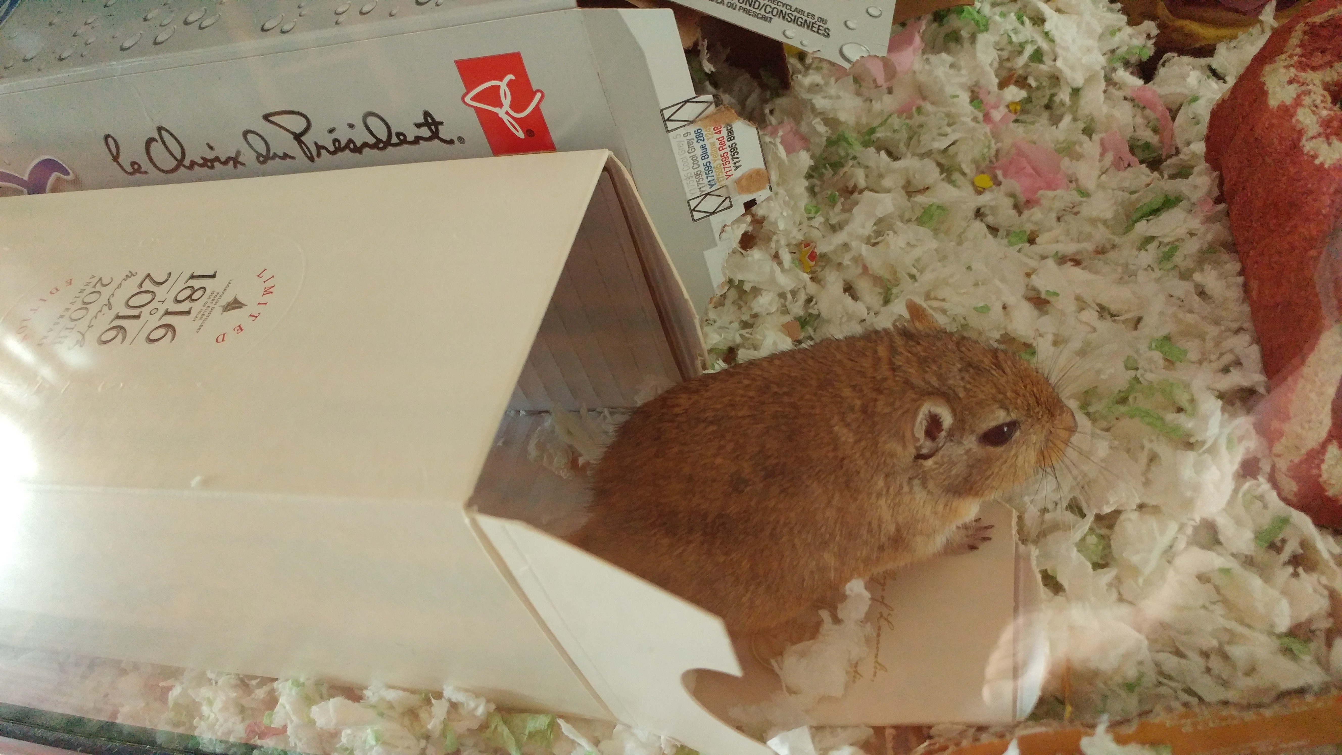 Cocoa with Laguvulin box