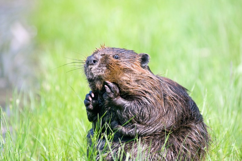 beaver-1448390_960_720