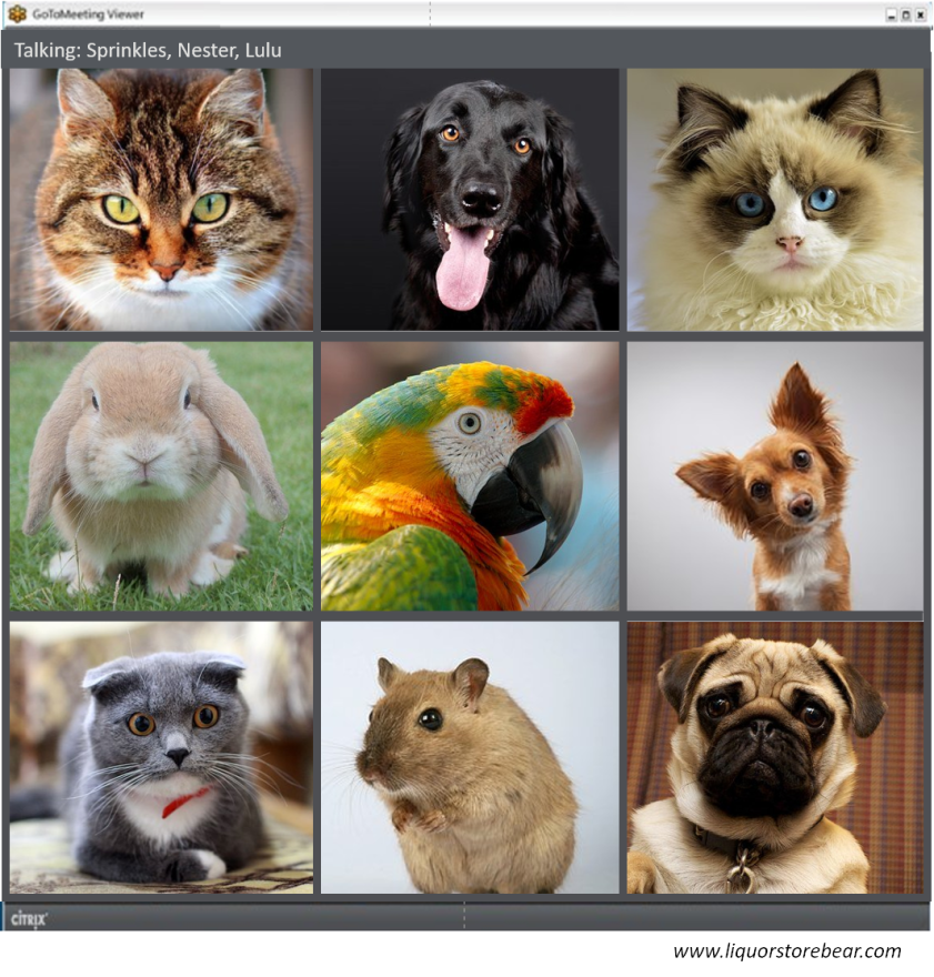 C2025 Conference call with pets